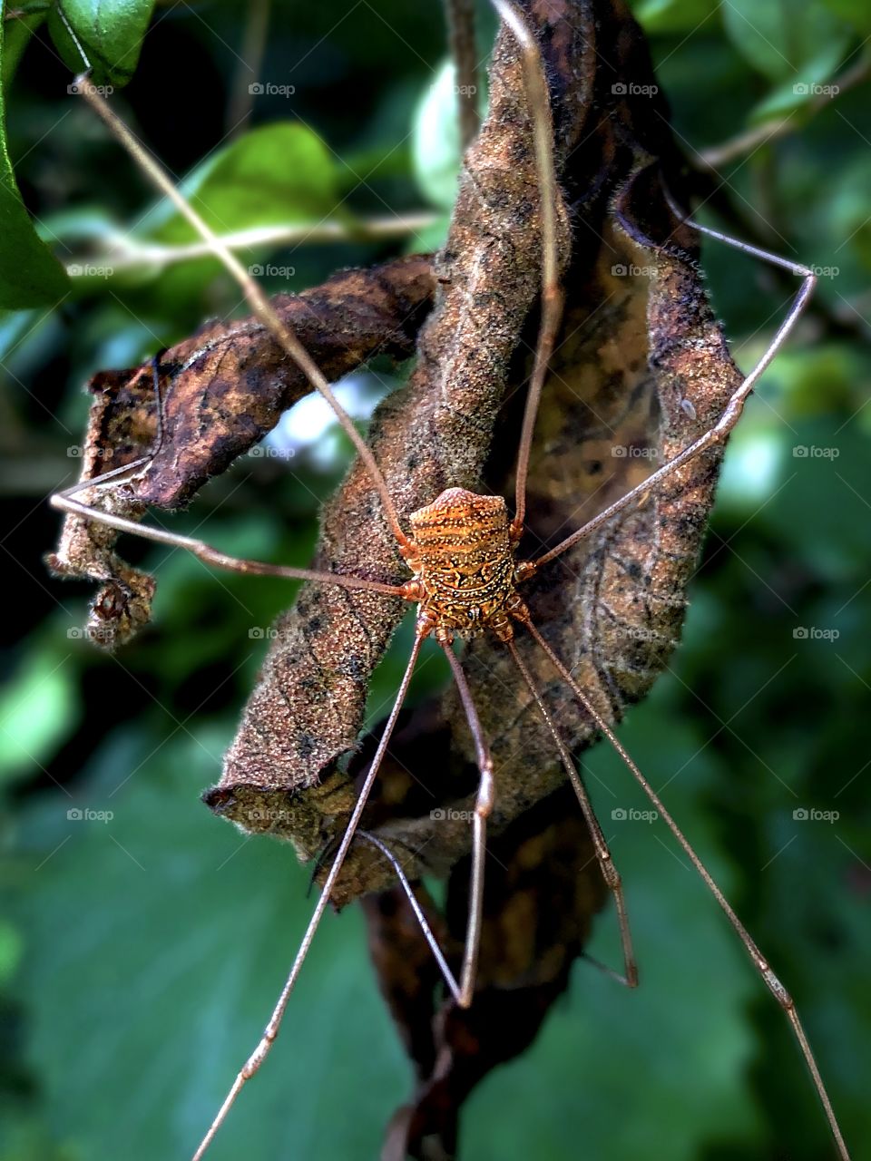 ArachniPose