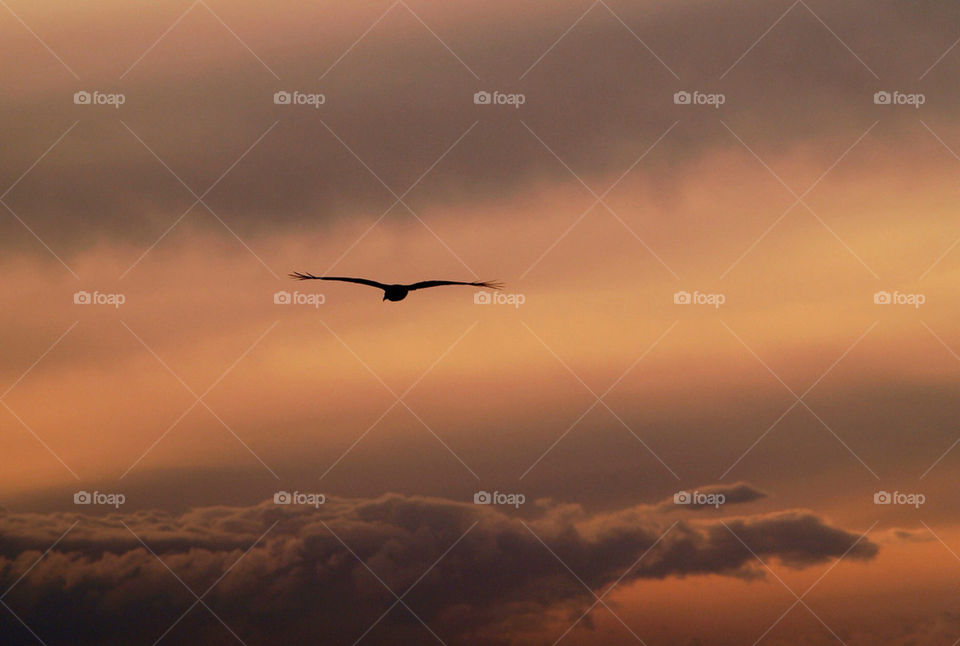 sunset clouds bird fly by botie2