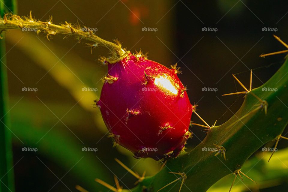 a lovely cactus fruit, waiting to bloom and enchante us with it's beauty