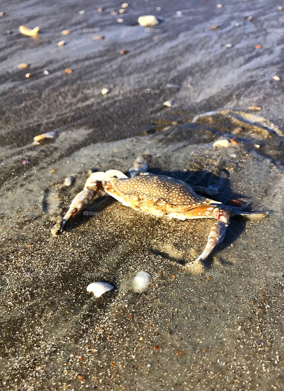 Crab on the shore