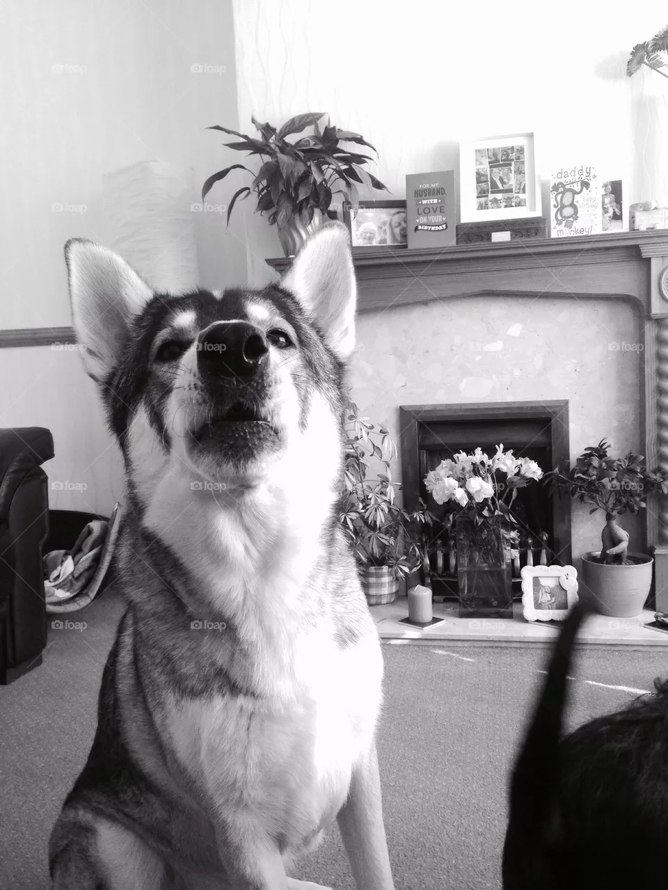 Wolfie 