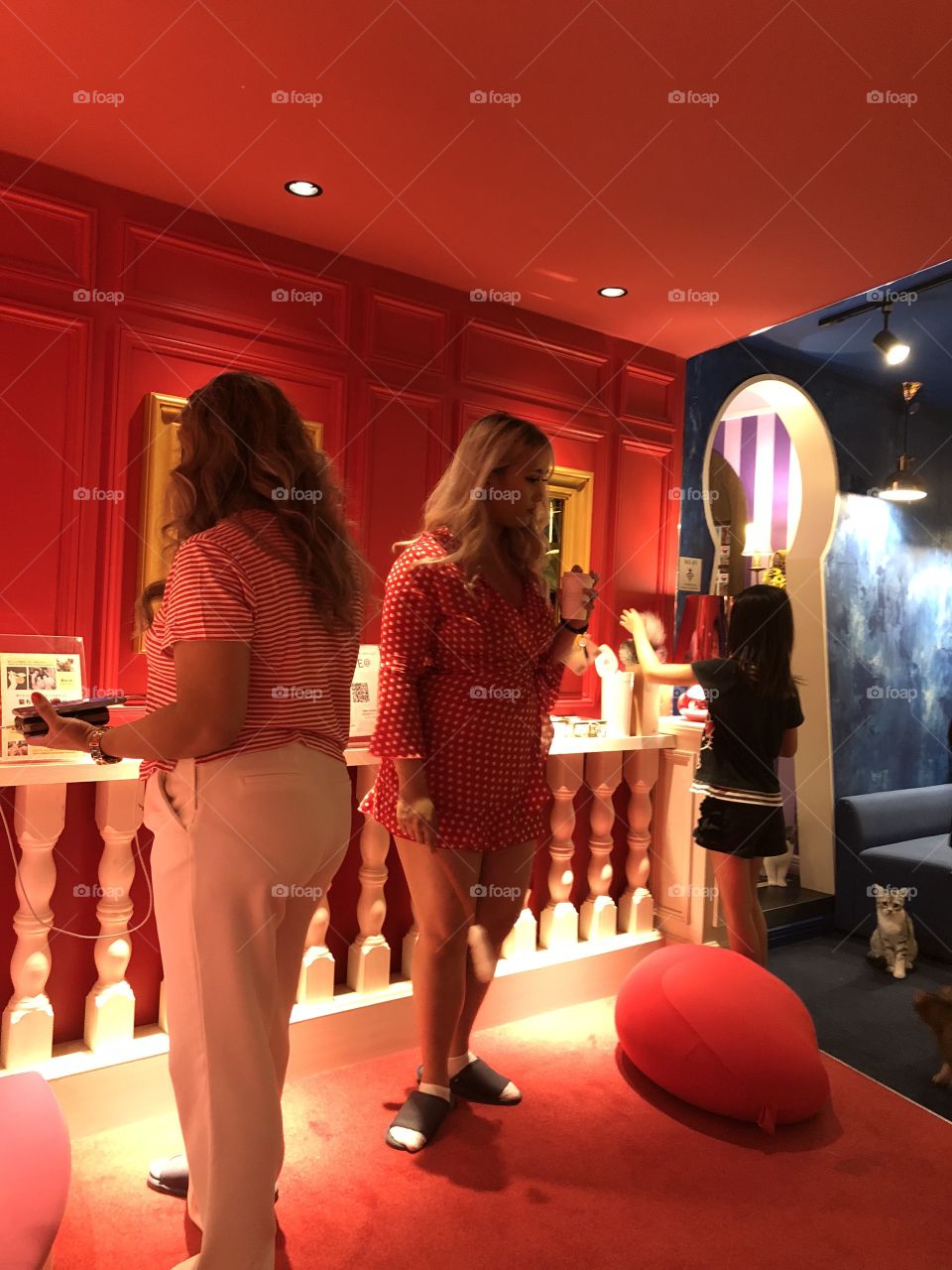 Red Hause of the cat