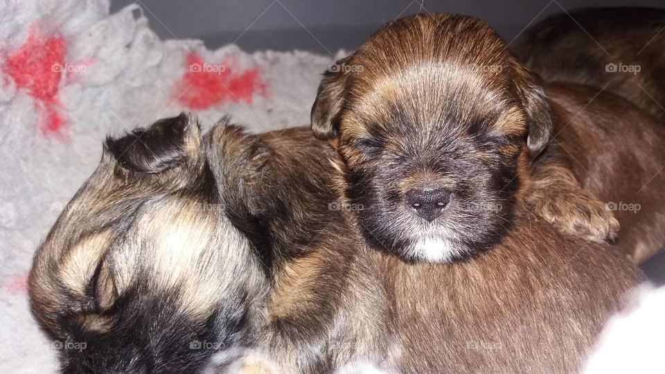 lhasa apso puppies sleeping