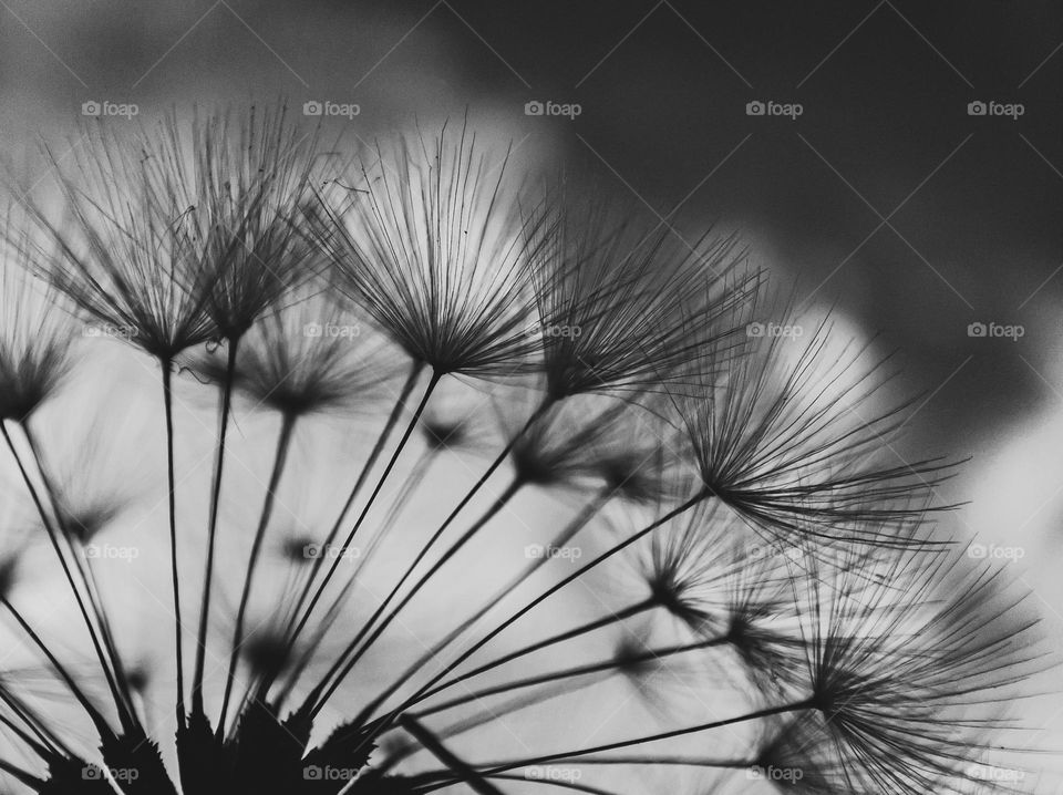 Monochrome dandelion seeds on a background of light clouds.