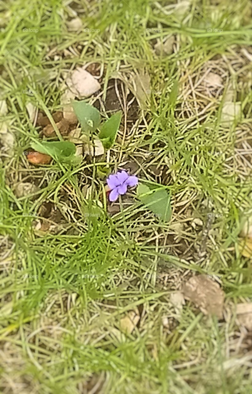 a small purple wildflower growing in a field of grass