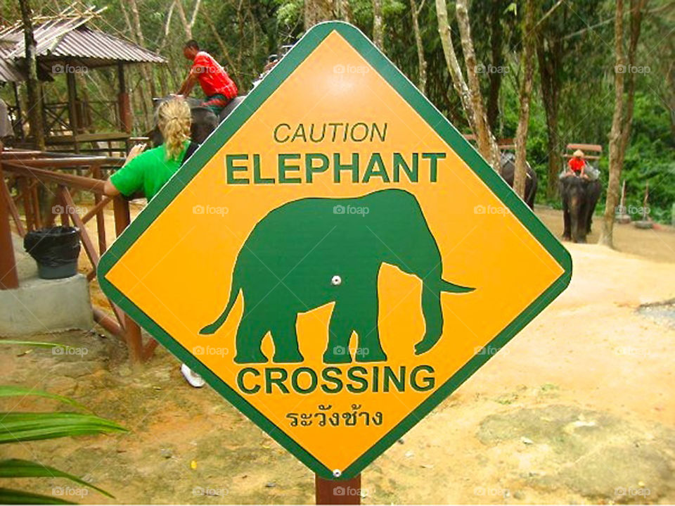 ELEPHANT CROSSING,Thailand