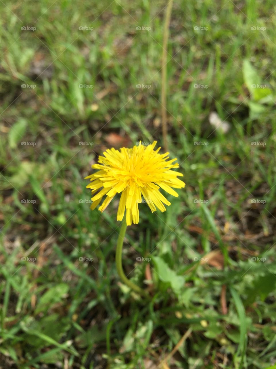 Dandelion