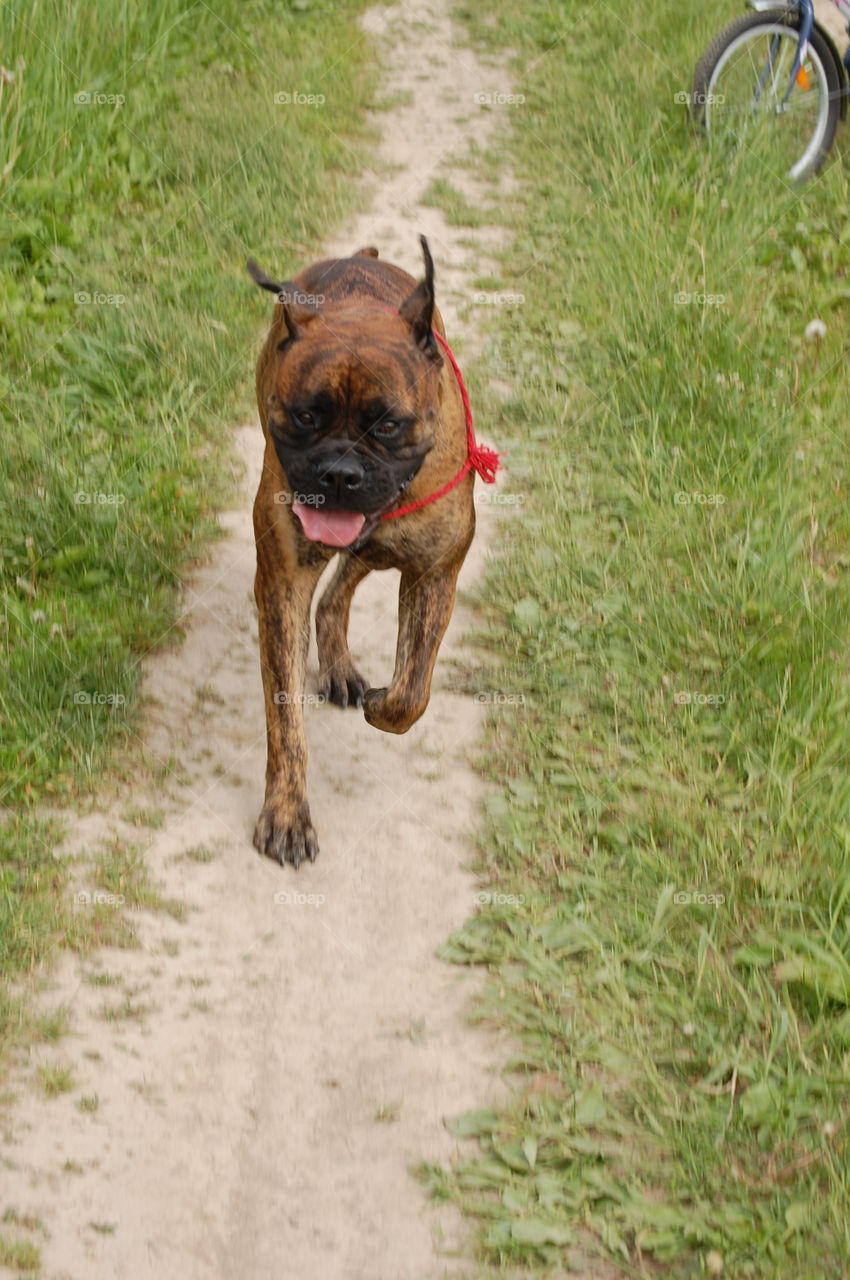 Dog, Grass, Animal, Cute, Mammal