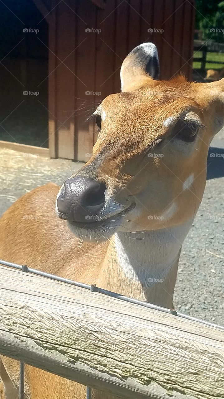 One very happy animal!! Looks just like its smiling!!