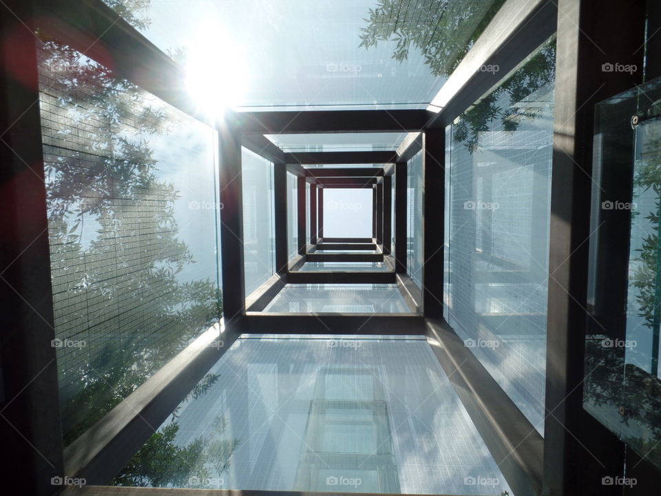 Geometrically pleasing elevator through the treetops