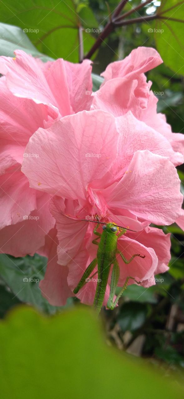 A small grasshopper perched on a hibiscus flower