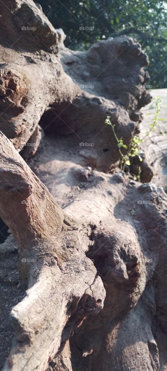 dried tree root