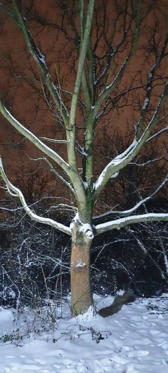 winter tree