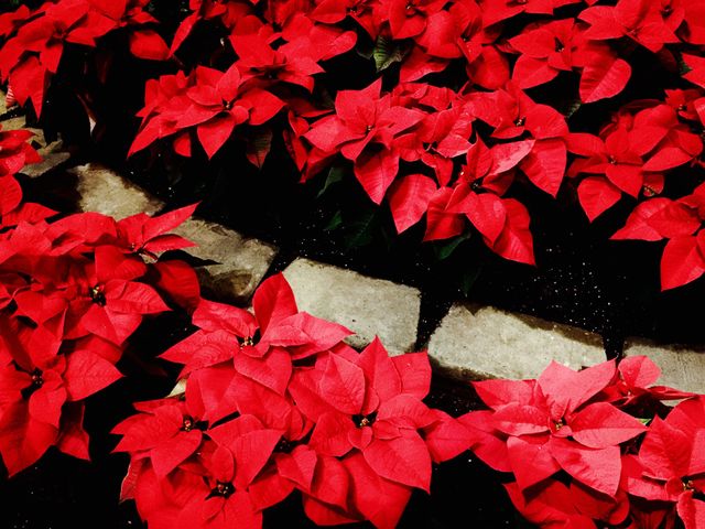 Poinsettias 