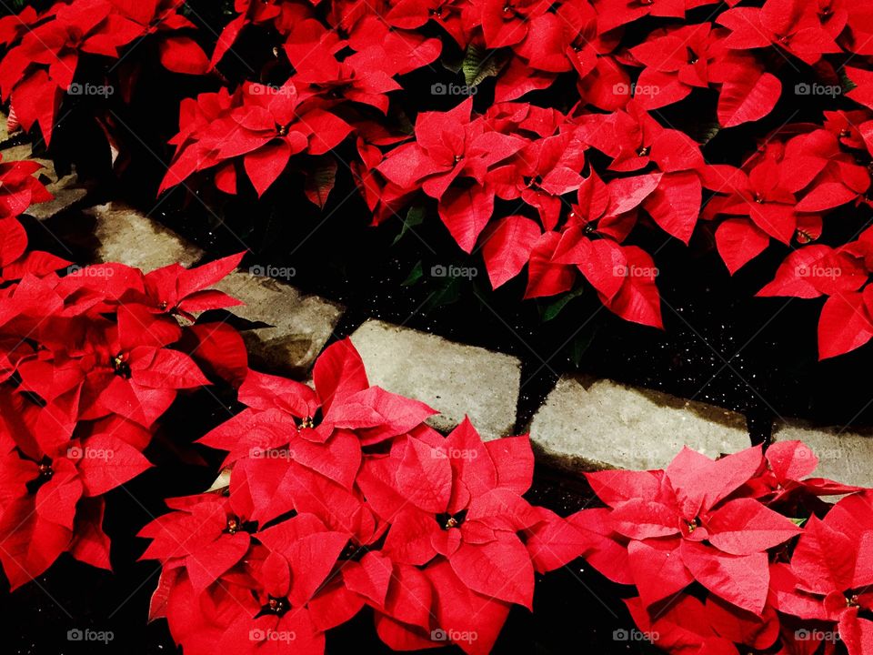 Poinsettias 