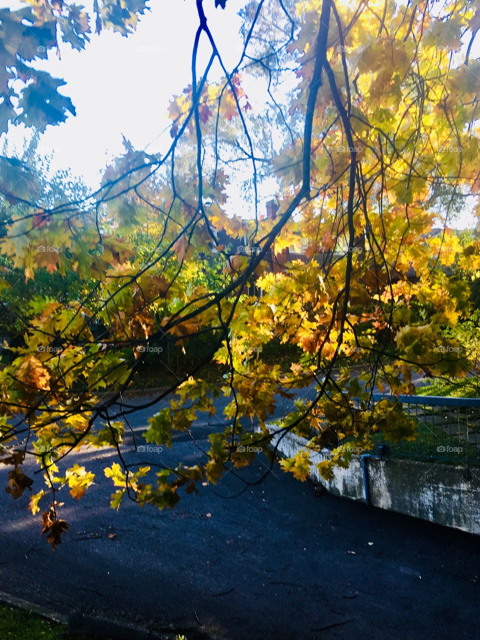 Autumn Leaves 01-Octobre 18 2018- Montreal, Quebec, Canada