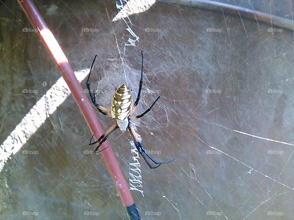 Large Gold Garden Spider In Web