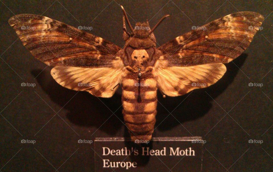 death's head moth. Cincinnati state museum 