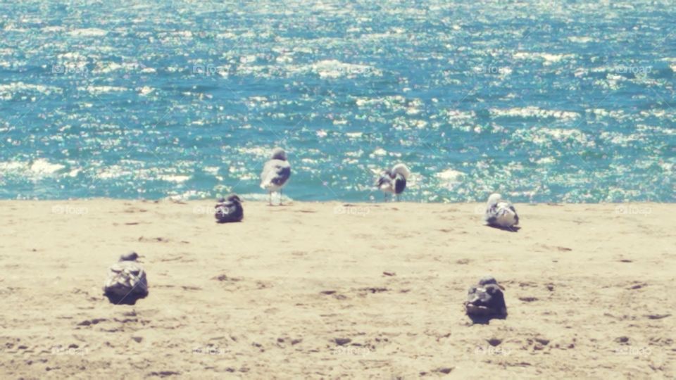 Seagulls chilling
