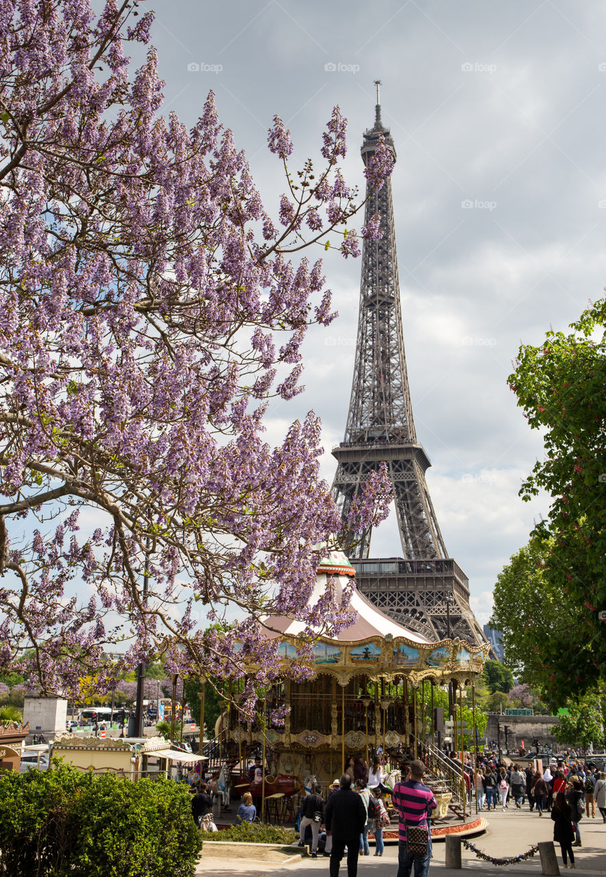Eiffel Tower in Paris with fresh violet blossoms