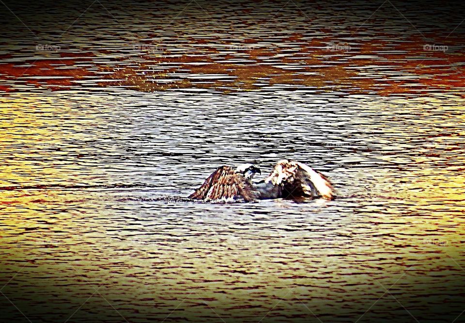 Osprey in the water