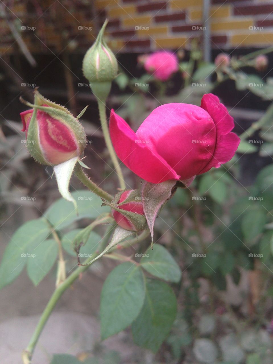 red rose. rose at my camera
