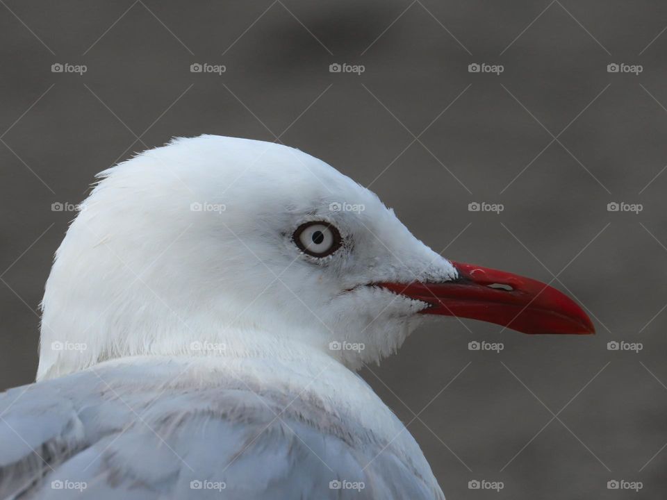 White seagull closeup