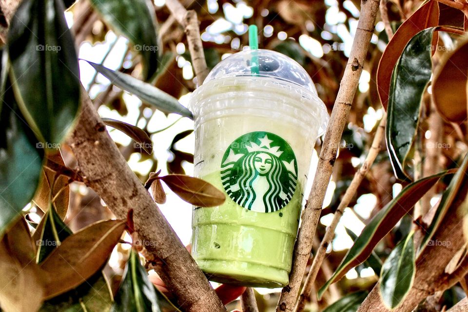 Green Tea Frappuccino 