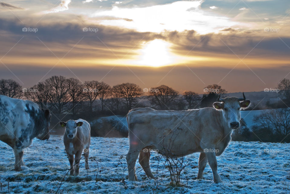 A capture of a family of cows on a frosty, snowy morning. A sunrise landscape photo. 