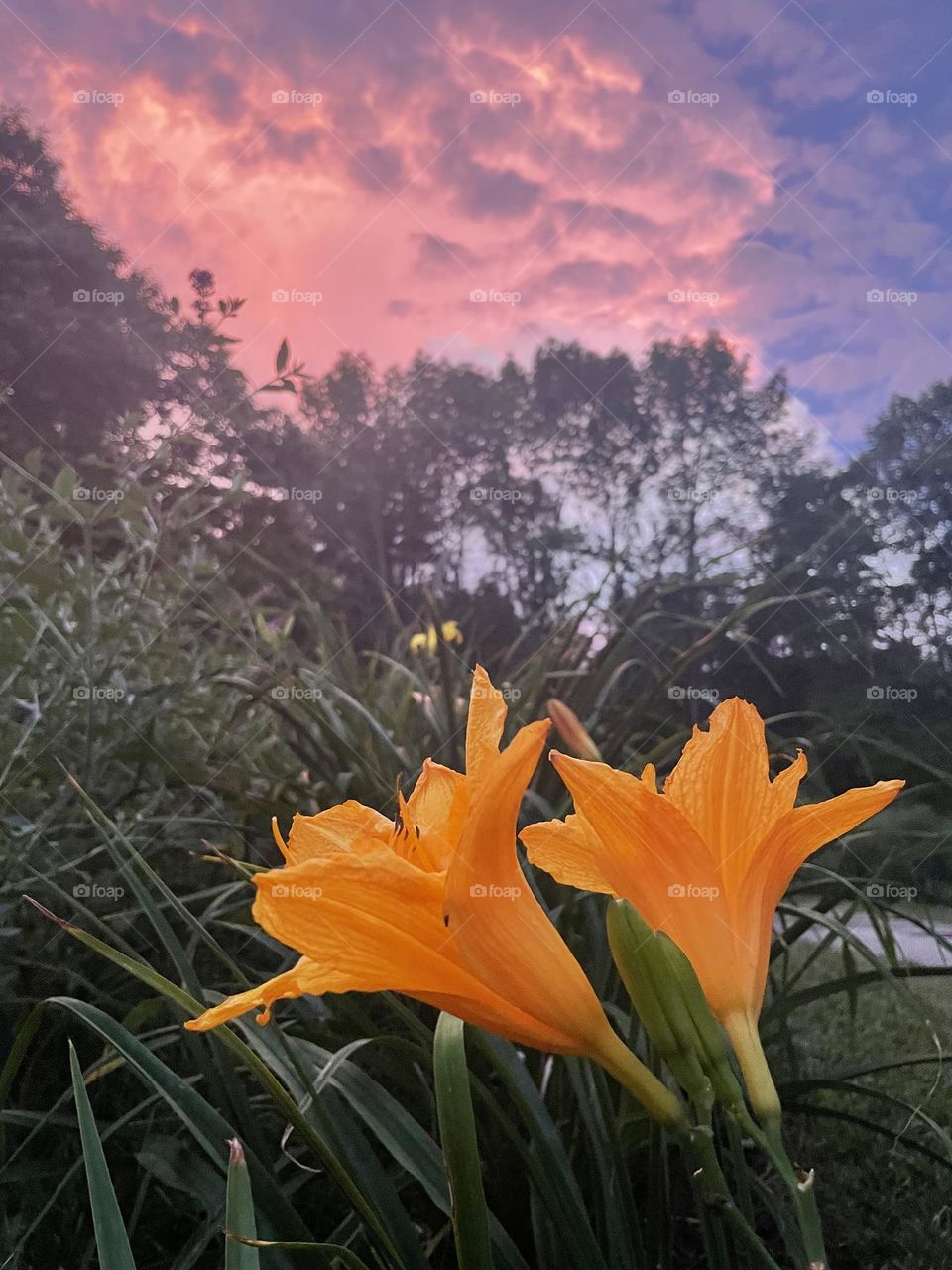 Orange daylily under pink clouds