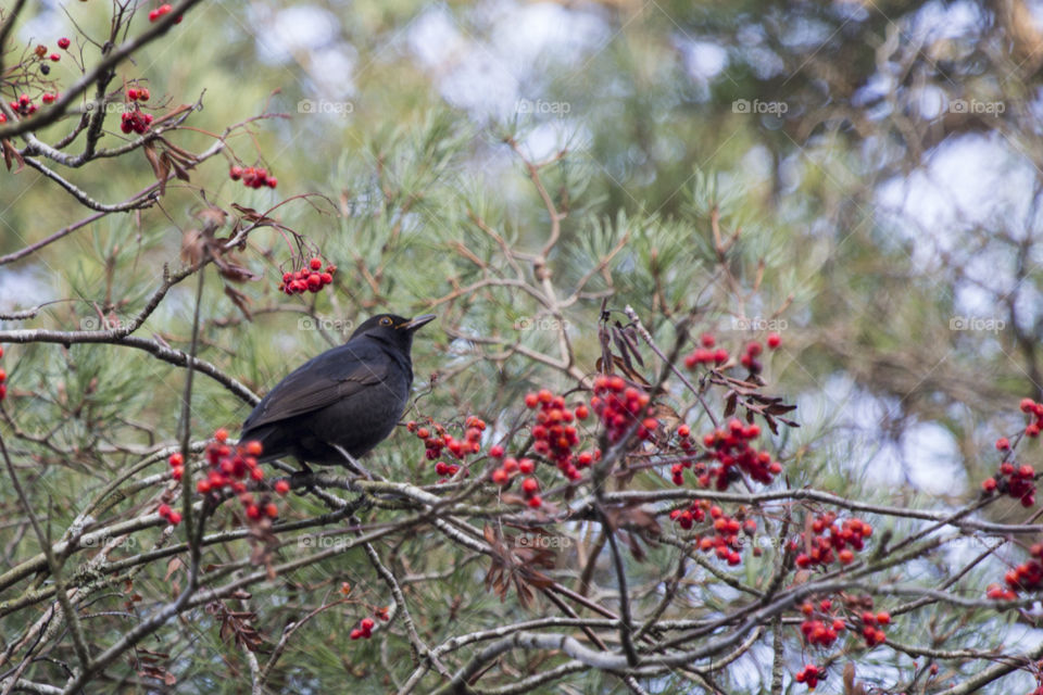 Blackbird in a rowan tree - koltrast i rönnbärsträd 