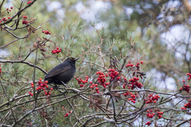 Blackbird in a rowan tree - koltrast i rönnbärsträd 