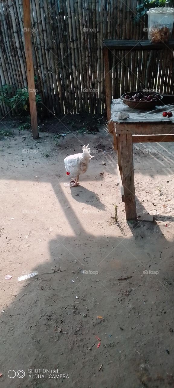 cock, feeding sunny, brilliant, day