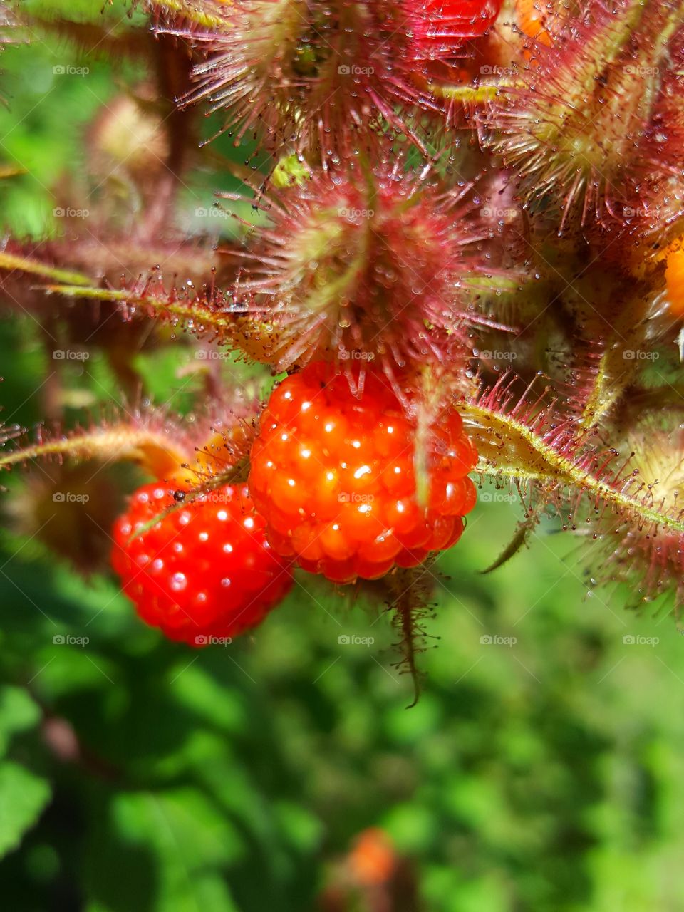 raspberries