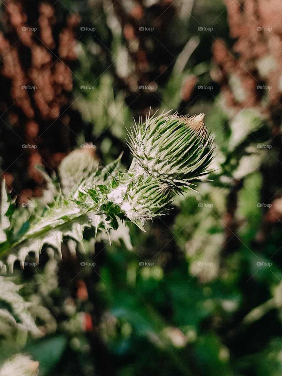 prickly tartar Onopórdum acánthium