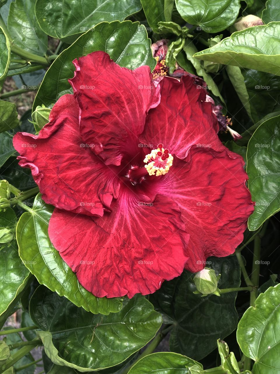 Red hibiscus close up