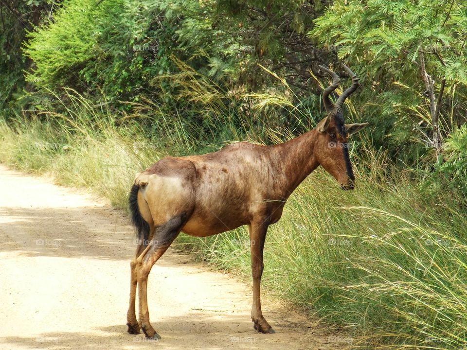 Red hartebeest