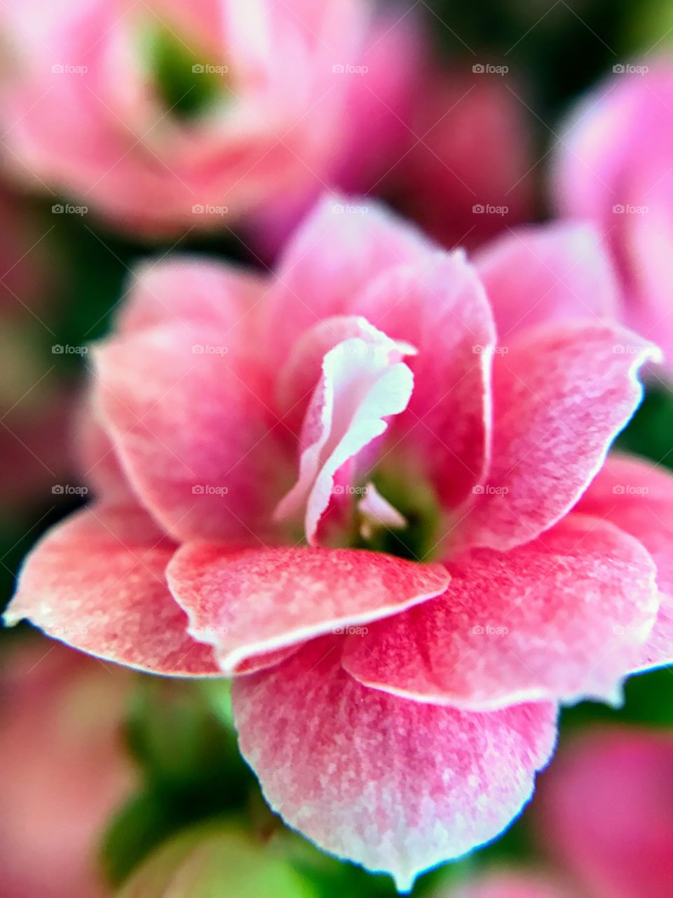 Beautiful Kalanchoe