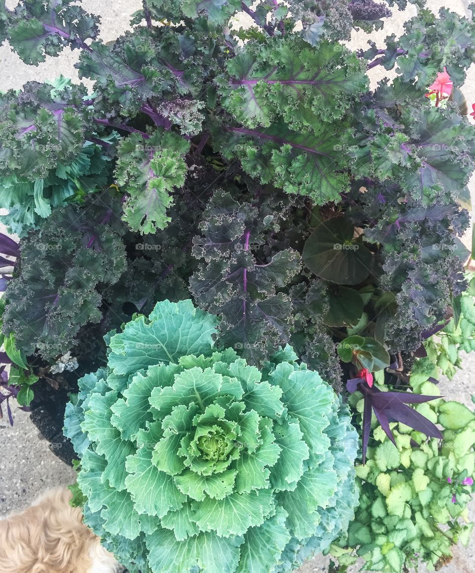 Lettuce planter texture 