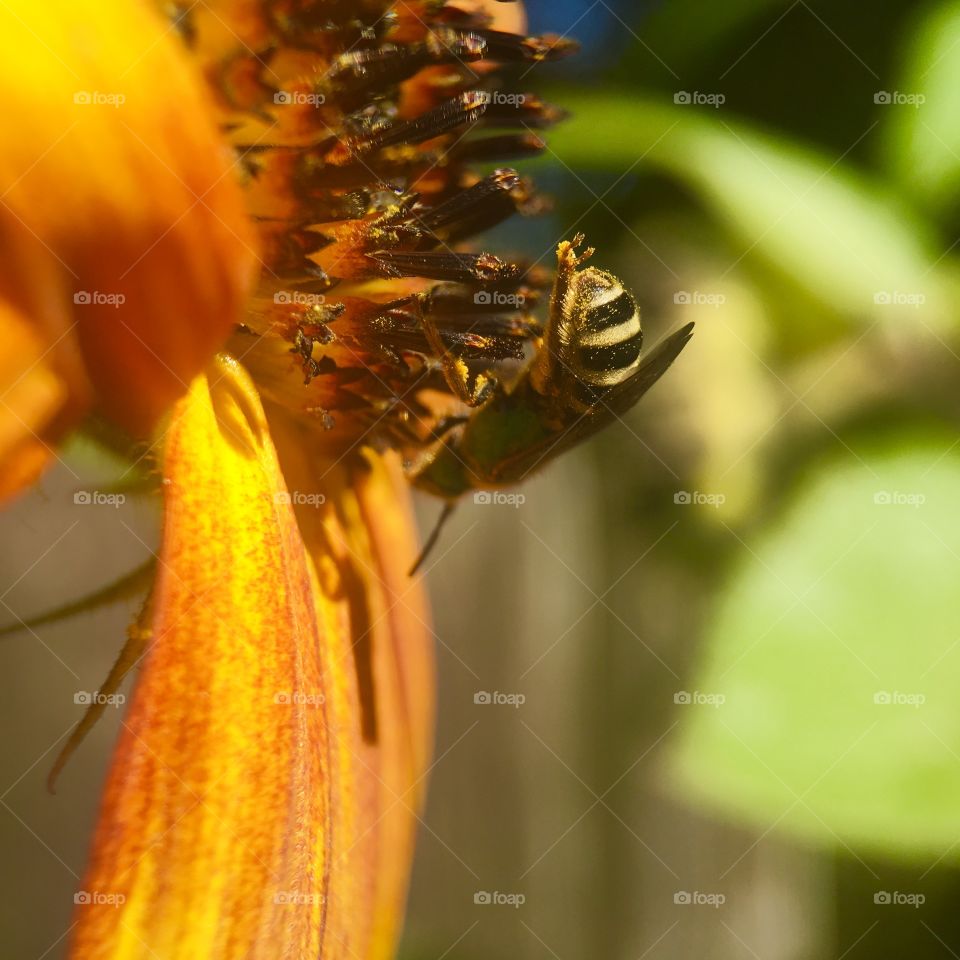 Bee looking for pollen 