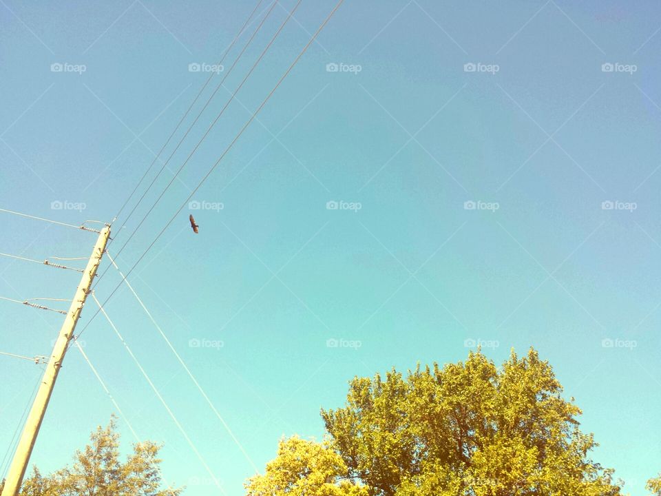 hawk & power lines