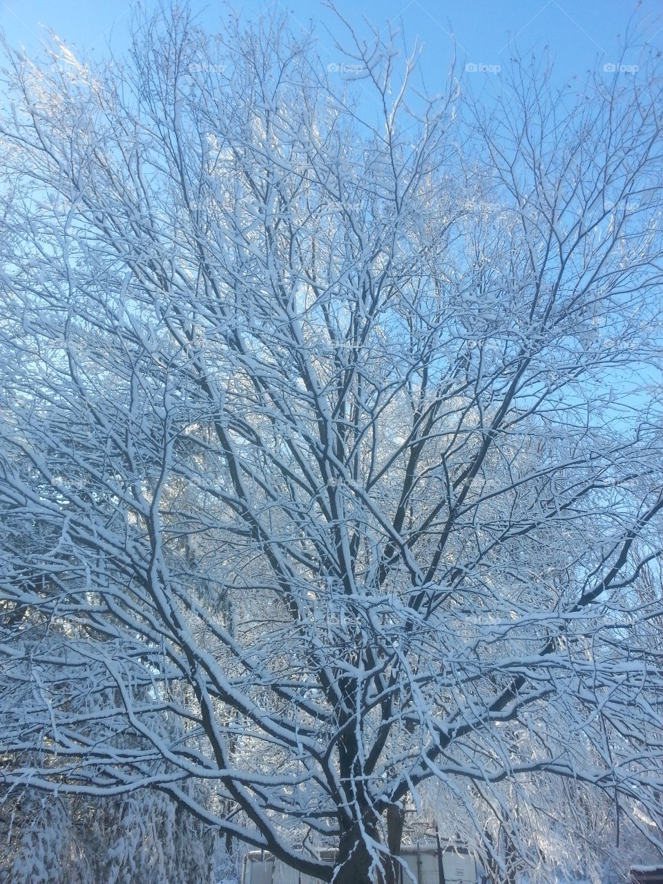 snow on tree