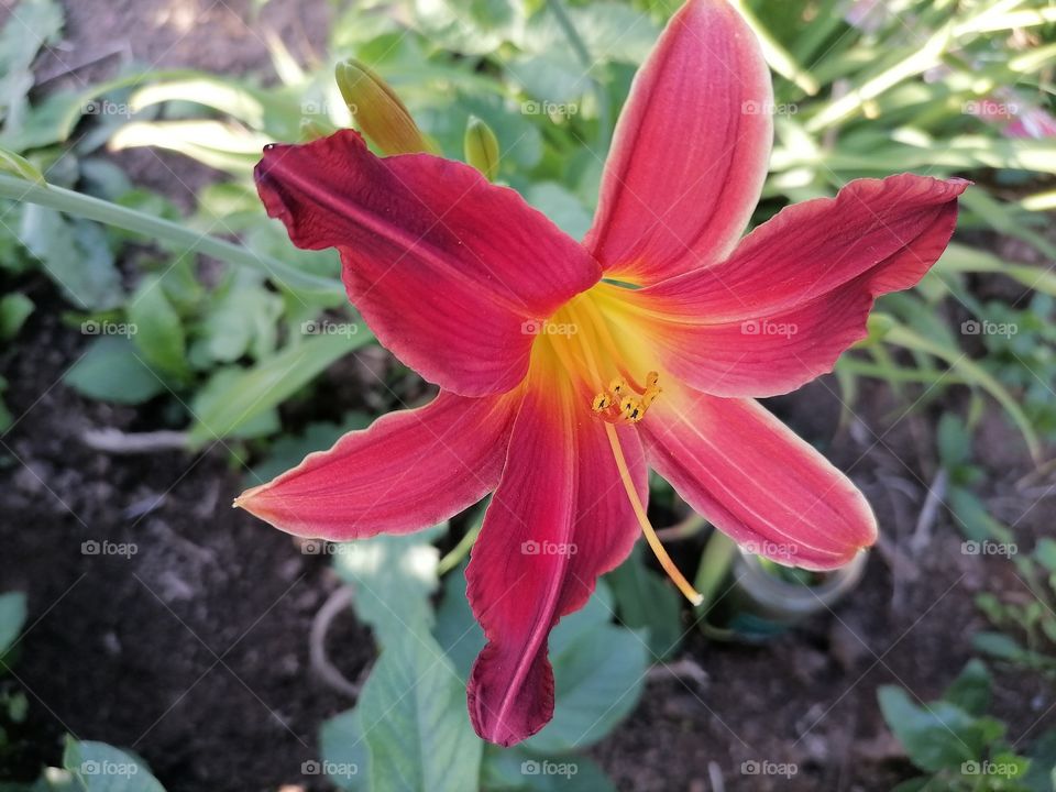 Red flower