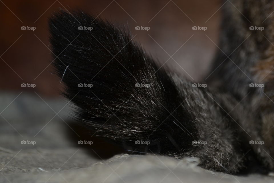 Close-up of cat fur