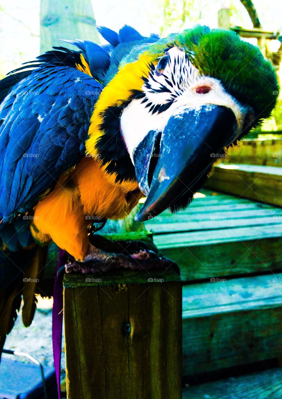 Parrot Photo Bomb