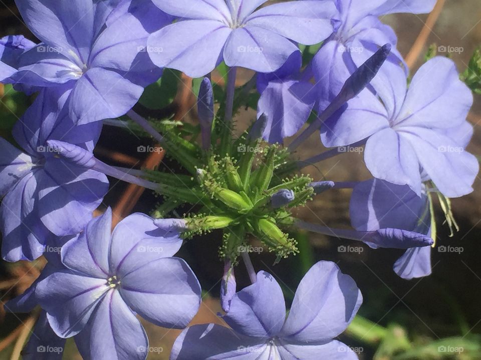 Plumbago