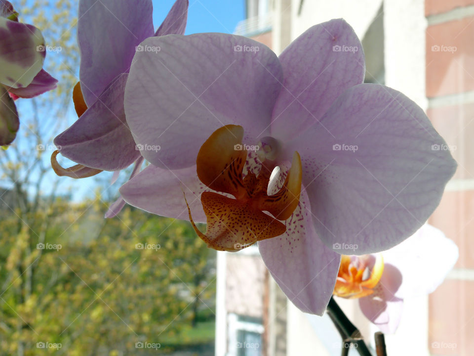 Close-up of pink orchid against window and buildings in background.