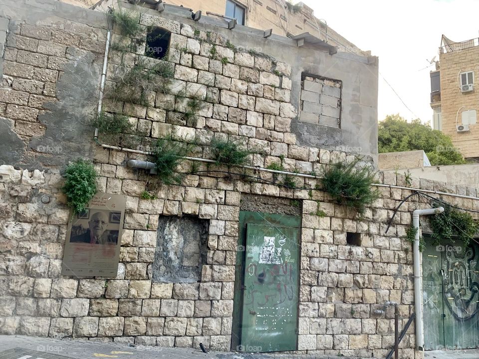 Wild plants growing between the bricks of an old house