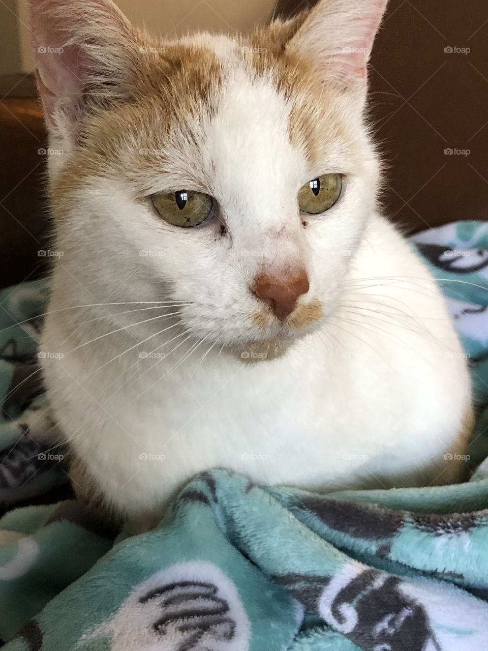 Gorgeous eyed cat gets warm in blanket