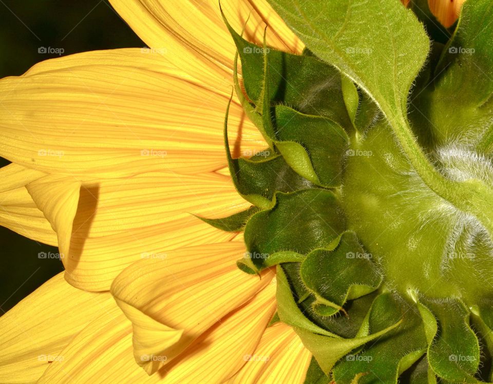 Back view of a sun flower